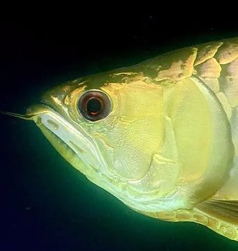 龙鱼掉眼怎么手术,龙鱼防掉眼神器