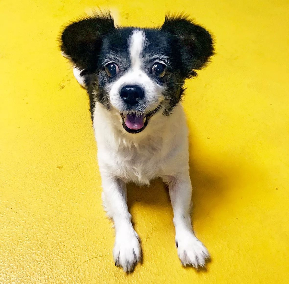 给狗狗一个温暖的家视频,给狗狗们一个干净舒适温馨的家