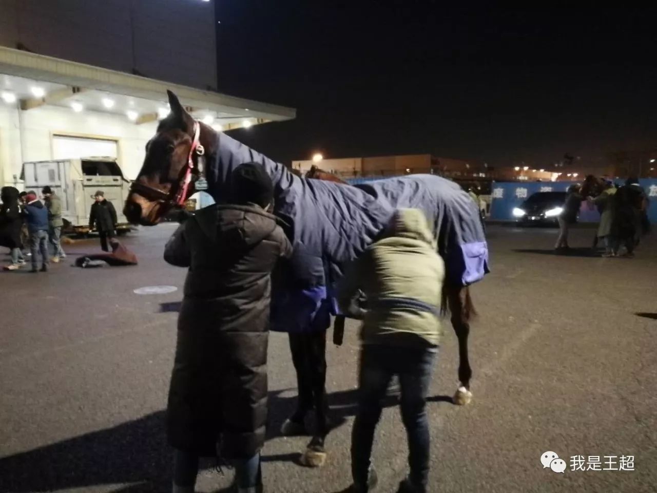 「多图」听说张总买的一飞机爱尔兰纯血马到首都机场了，我们去看了看