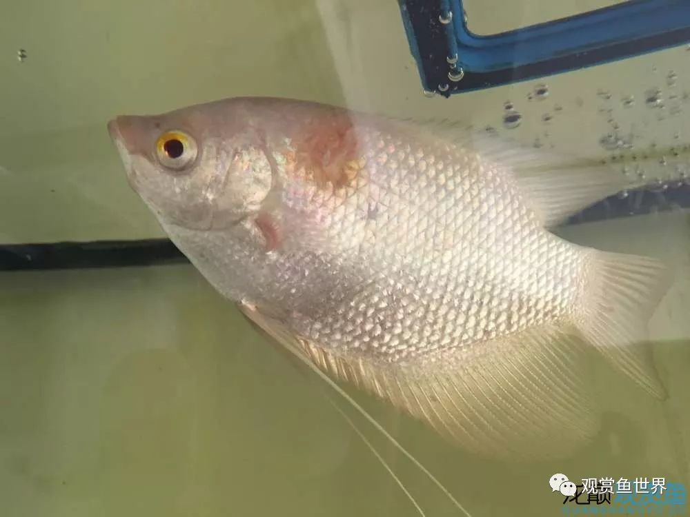 招财鱼烂肉最佳治疗方法,与食管癌抗争的五年