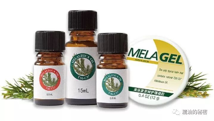 茶树精油这6大神奇功效,使其成为精油界的大咖!