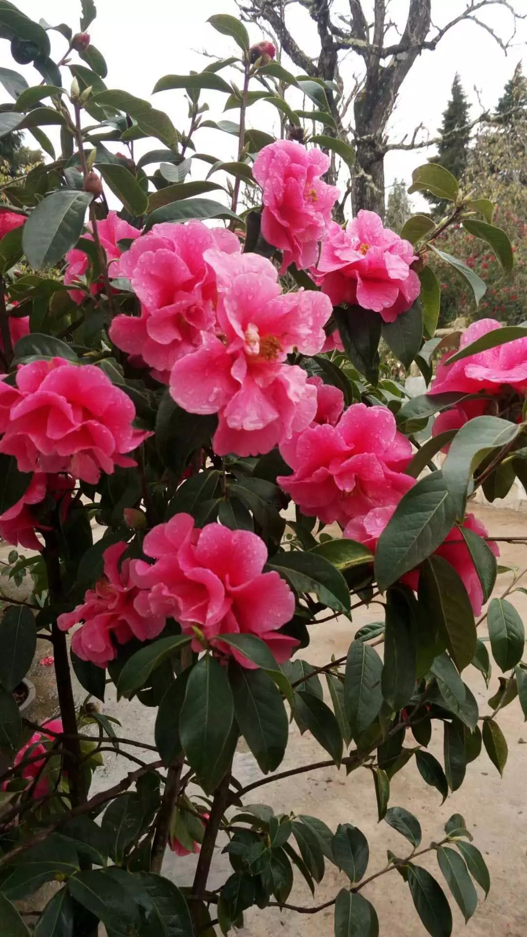 紫溪山茶花观赏时间,云南楚雄紫溪山茶花