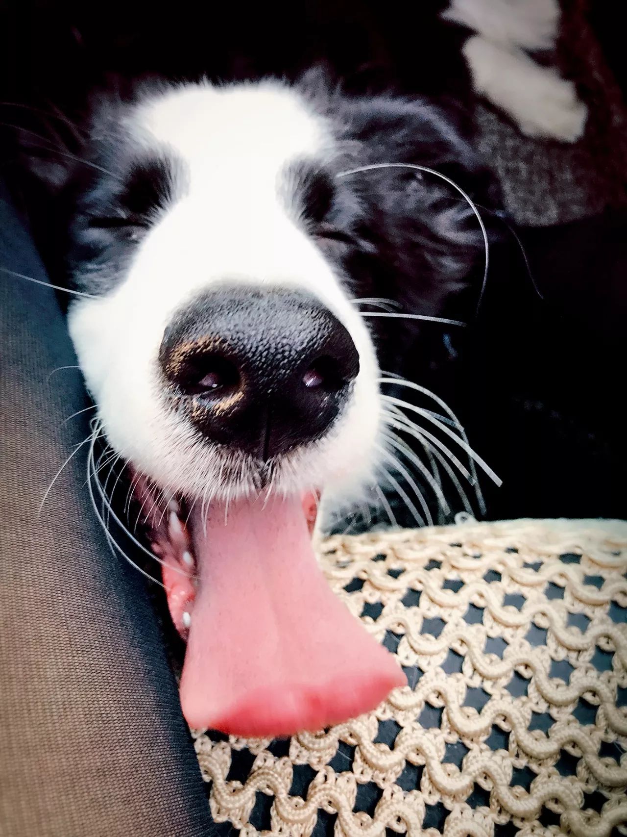 狗狗可爱场面,狗狗有趣集锦视频大全