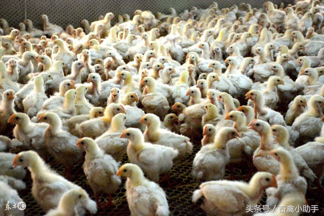 肉鸡感冒继发气囊炎,肉鸡流感最快解决方法