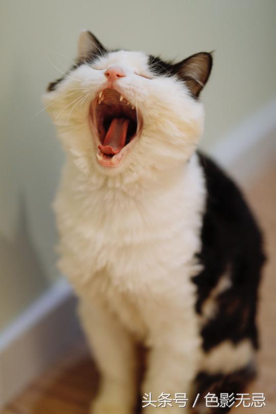 新佳能人像镜皇,佳能85mm镜皇评测