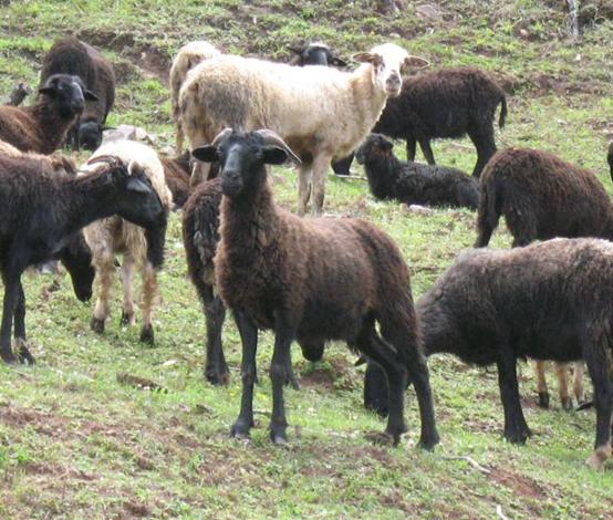 阿拉善白绒山羊,阿拉善白绒山羊养殖方法