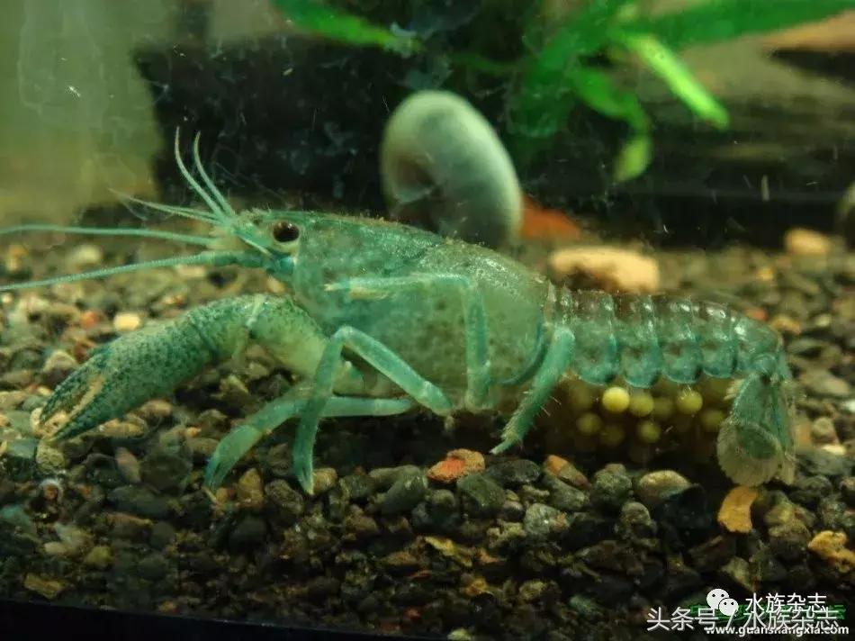 常见淡水观赏鳌虾大全,观赏鳌虾是淡水的吗