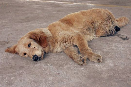 爱狗人士救狗死亡,爱狗人士给狗办葬礼