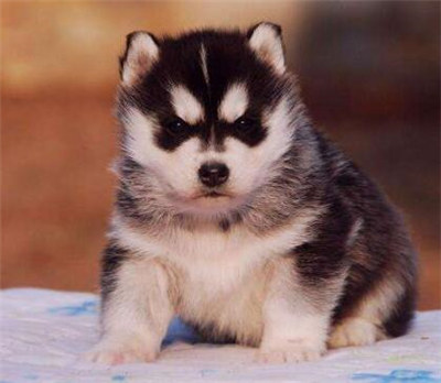 哈士奇怎么养要注意什么,最正确的哈士奇饲养方法