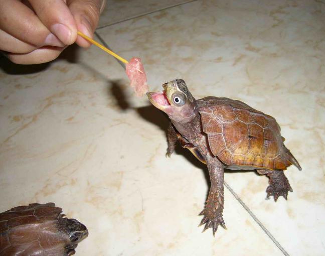 养龟科普视频,养龟新手看过来