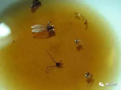 草酸去除马桶顽固尿渍,洗马桶污渍强力除渍剂