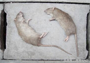 家里有虫鼠出没怎么办，告诉大家几个小妙招