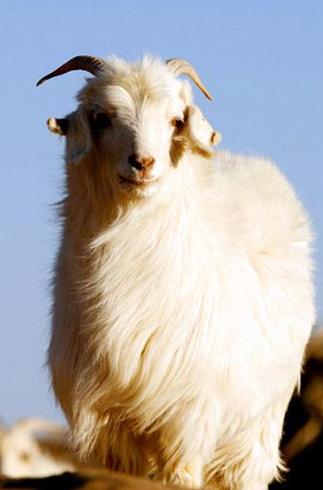 阿拉善盟白山羊羊苗,延安乌骨羊养殖