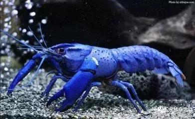 常见淡水观赏鳌虾大全,观赏鳌虾是淡水的吗