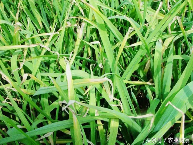 大蒜种植技术与病虫害防治,大蒜的全程种植管理及病虫害防治