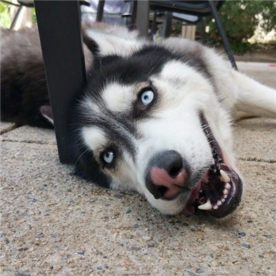 哈士奇怎么养才能养得很听话,哈士奇怎么养它才听话呢