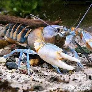 常见淡水观赏鳌虾大全,观赏鳌虾是淡水的吗
