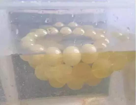 蜜蜡鸡油黄的好还是骨瓷白的好,琥珀蜜蜡鸡油黄好还是带红皮的好