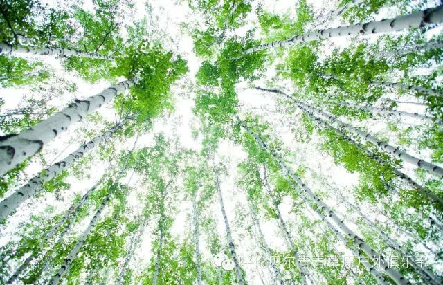 呼伦贝尔旅游自由行攻略,第一次呼伦贝尔自由行