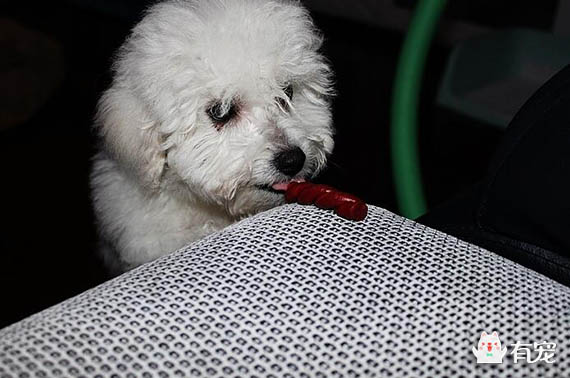 如何训练比熊犬大小便定点,比熊犬从几个月开始训练