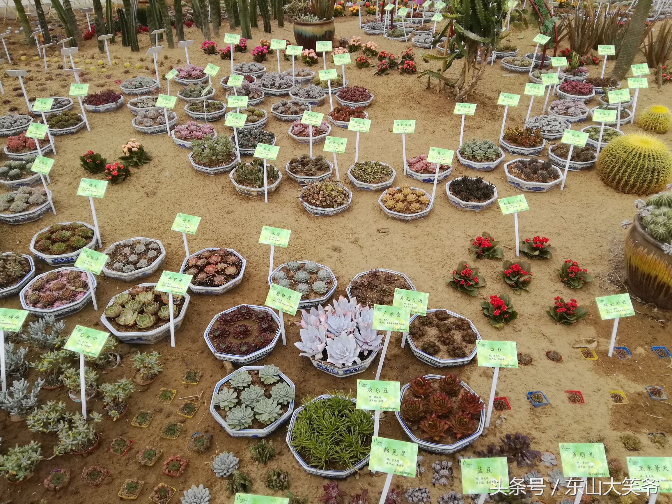 南沙东涌花海,南沙东涌镇风景绝美的地方