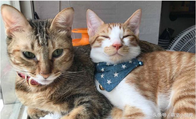 偷吃完拿白袜子来充数？馒头被主子神掉包，妈妈笑到歪腰