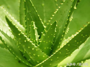 芦荟怎样不黄叶,芦荟为啥总是烂尖