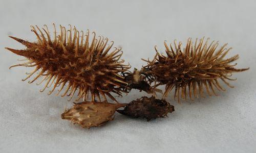 中药材造假猖獗，火眼金睛识别假中药