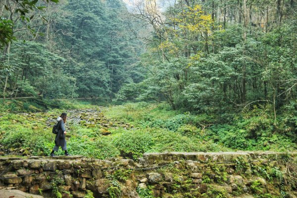 神奇美丽的张家界,张家界大自然仙境长视频