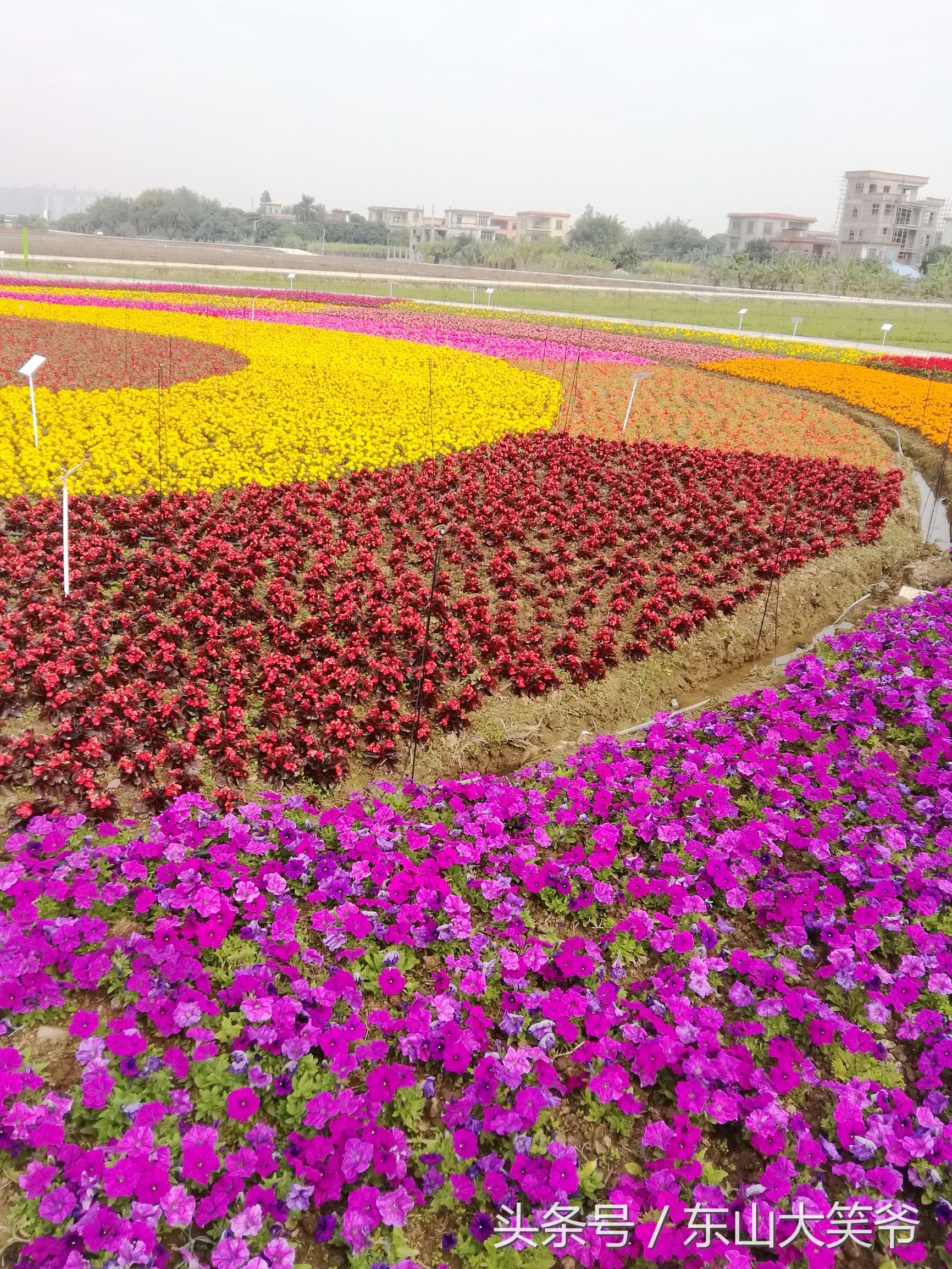 南沙东涌花海,南沙东涌镇风景绝美的地方