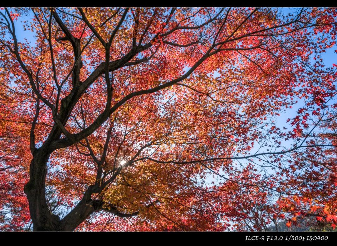 狗哥的热评,狗哥热评