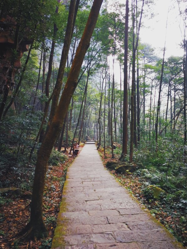 神奇美丽的张家界,张家界大自然仙境长视频