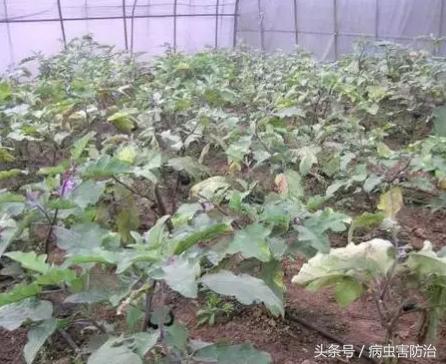 茄子黄萎病症状与治疗,茄子黄萎病乙酸铜治疗效果怎么样