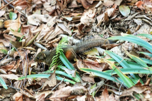 神奇美丽的张家界,张家界大自然仙境长视频