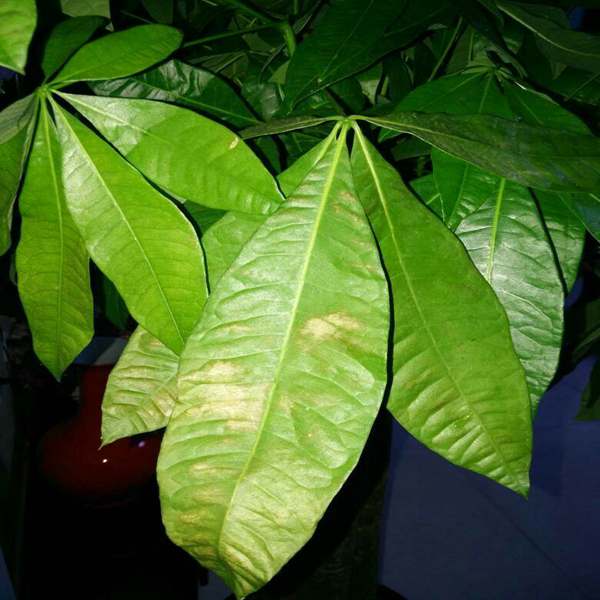 家里发财树叶子黄了怎么办,家里的发财树叶子发黄是怎么回事