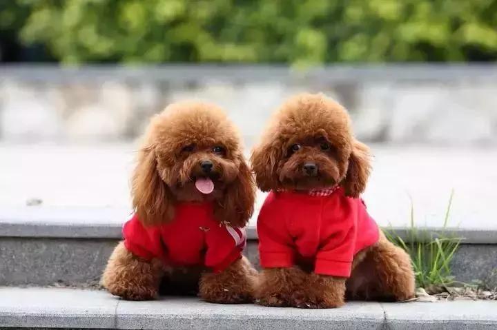 荷兰入境游玩需要什么证件,荷兰旅游海关注意事项