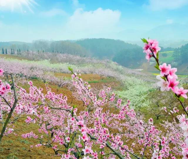 2018年浙江地方景点旅游日历大合集!含杭州,建德,温州,金华!