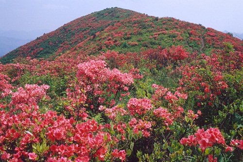 2018年浙江地方景点旅游日历大合集！含杭州，建德，温州，金华！