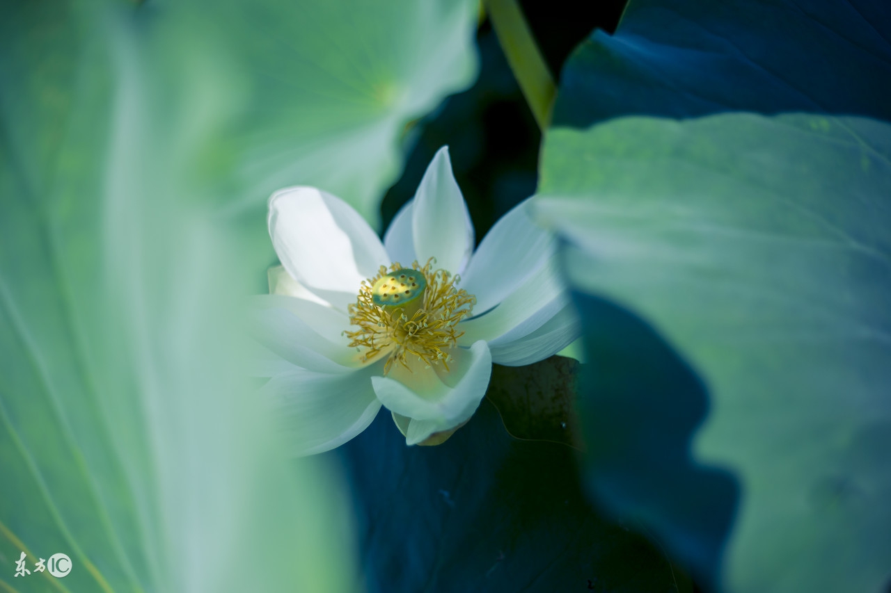 感慨历史变迁的古诗名句,表达岁月沧桑的古诗句大全