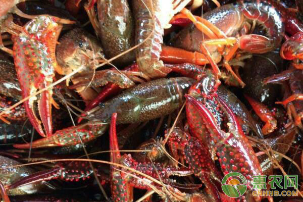 养小龙虾注意哪几点龙虾长得快呢,小龙虾养殖注意事项有哪些