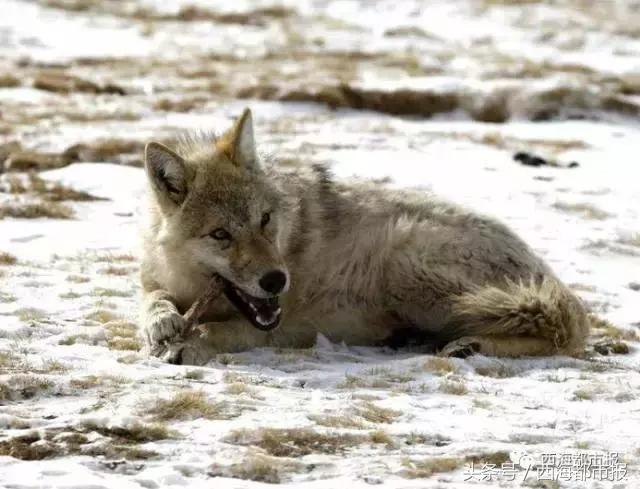 青海最惹眼的“尕网红”!“单挑哥”“白娘子”“老哇爷”