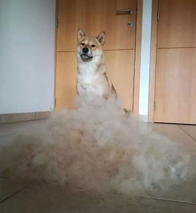 洁癖的狗狗,最爱掉毛的几种狗养之前要三思