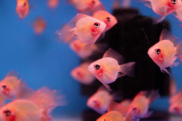 原来金波子才是最受欢迎观的赏鱼，看到红脸蛋就想马上养几条