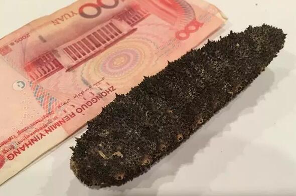 海参也有很多种,全世界所有可以吃的海参