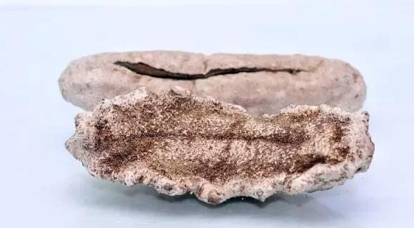 带您了解世界海参,你知道全球有多少种鲨鱼吗