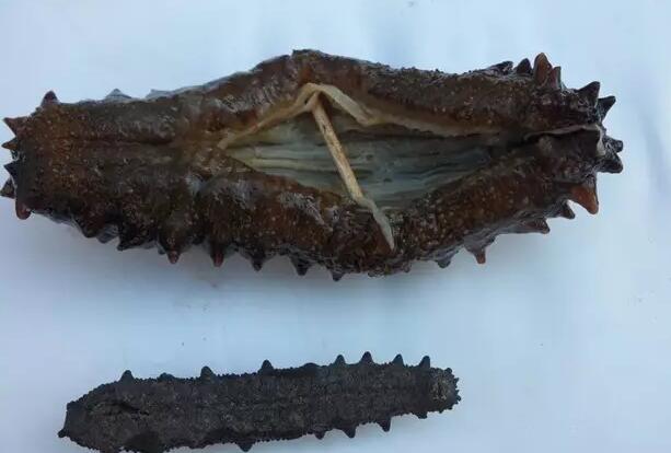 海参也有很多种,全世界所有可以吃的海参