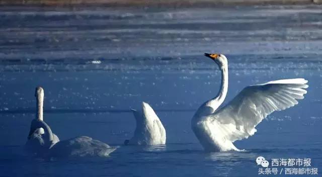 青海最惹眼的“尕网红”!“单挑哥”“白娘子”“老哇爷”