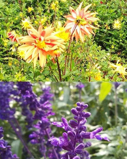 北京国际鲜花港直播,北京国际鲜花港可以带狗狗吗