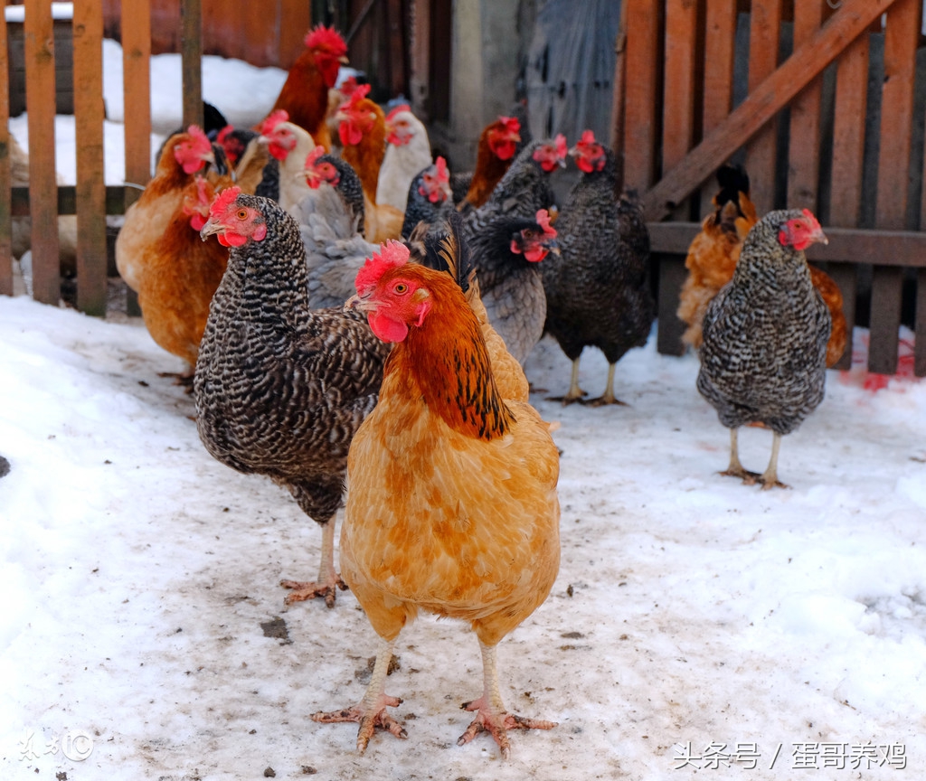 鸡蛋冻了,鸡蛋冻着了