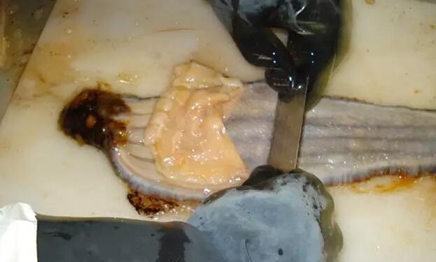 海参也有很多种,全世界所有可以吃的海参